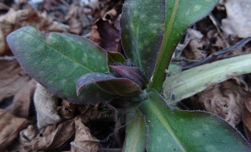 Pulmonaria vallarsae ?